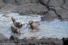 Galapagos-Tiere81.jpg